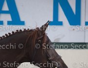 Appio Claudio TosTour2013- S5 2999 : Appio Claudio, Arezzo, Arezzo Equestrian Centre, Cavalli d'Italia, Toscana Tour 2013, foto di Stefano Secchi ©